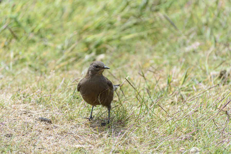 Pájaro Remolinera Negra - islas Falkland o Malvinas 02.jpg